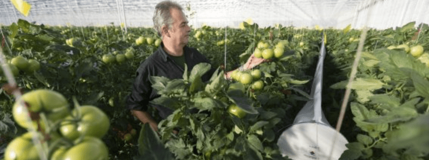 Tomatenteelt in kas